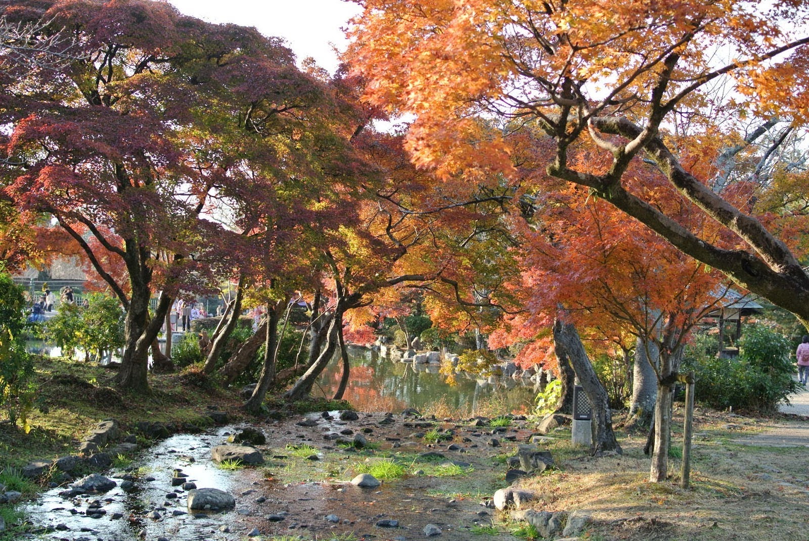 Maruyama Park, Kyoto – Akiko Tanigaki