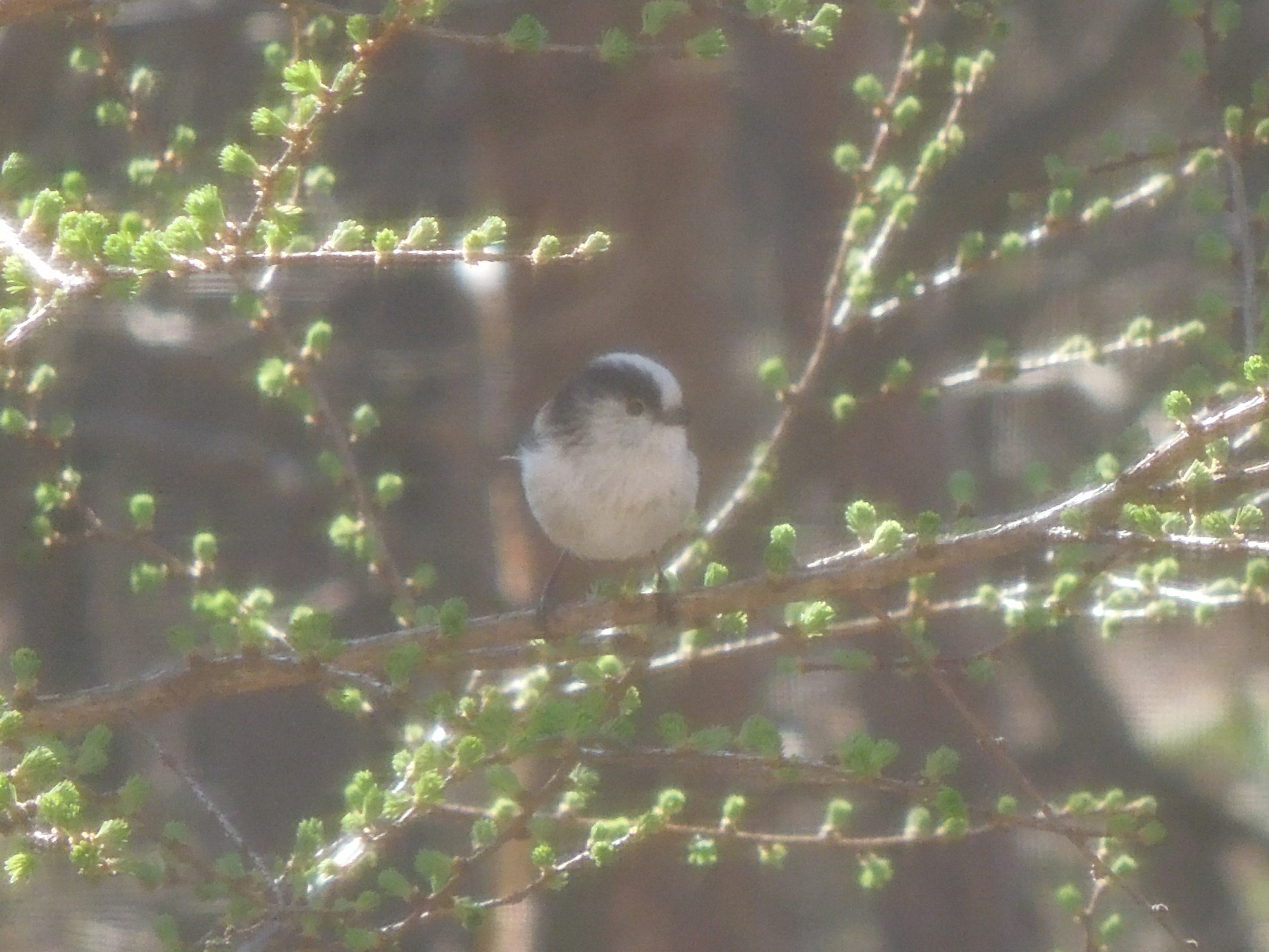 4月の鳥の記録