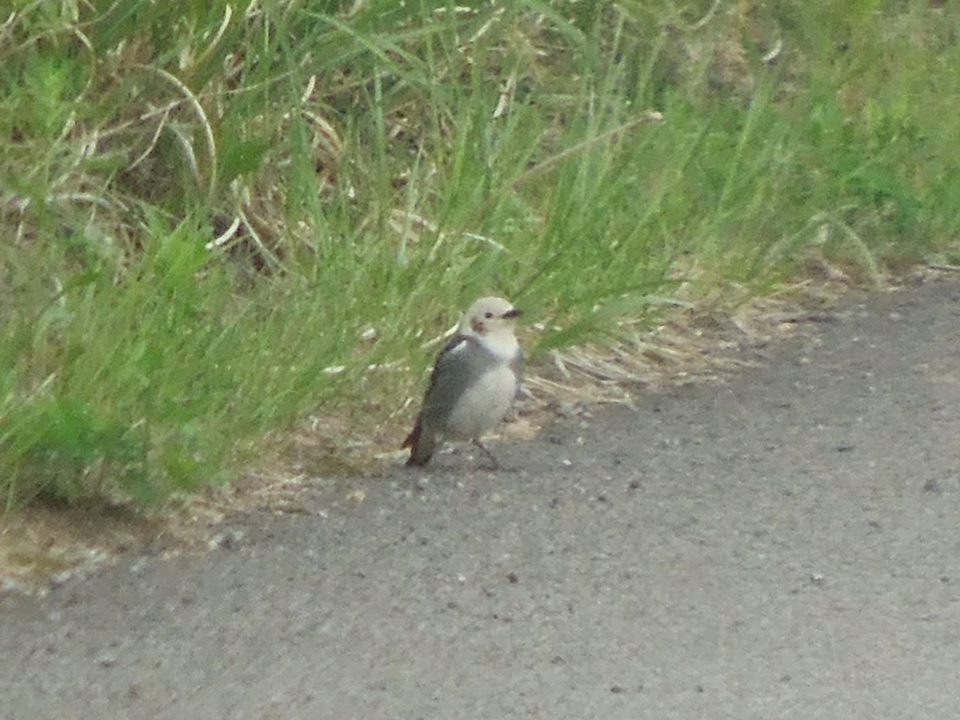 コムクドリのお話