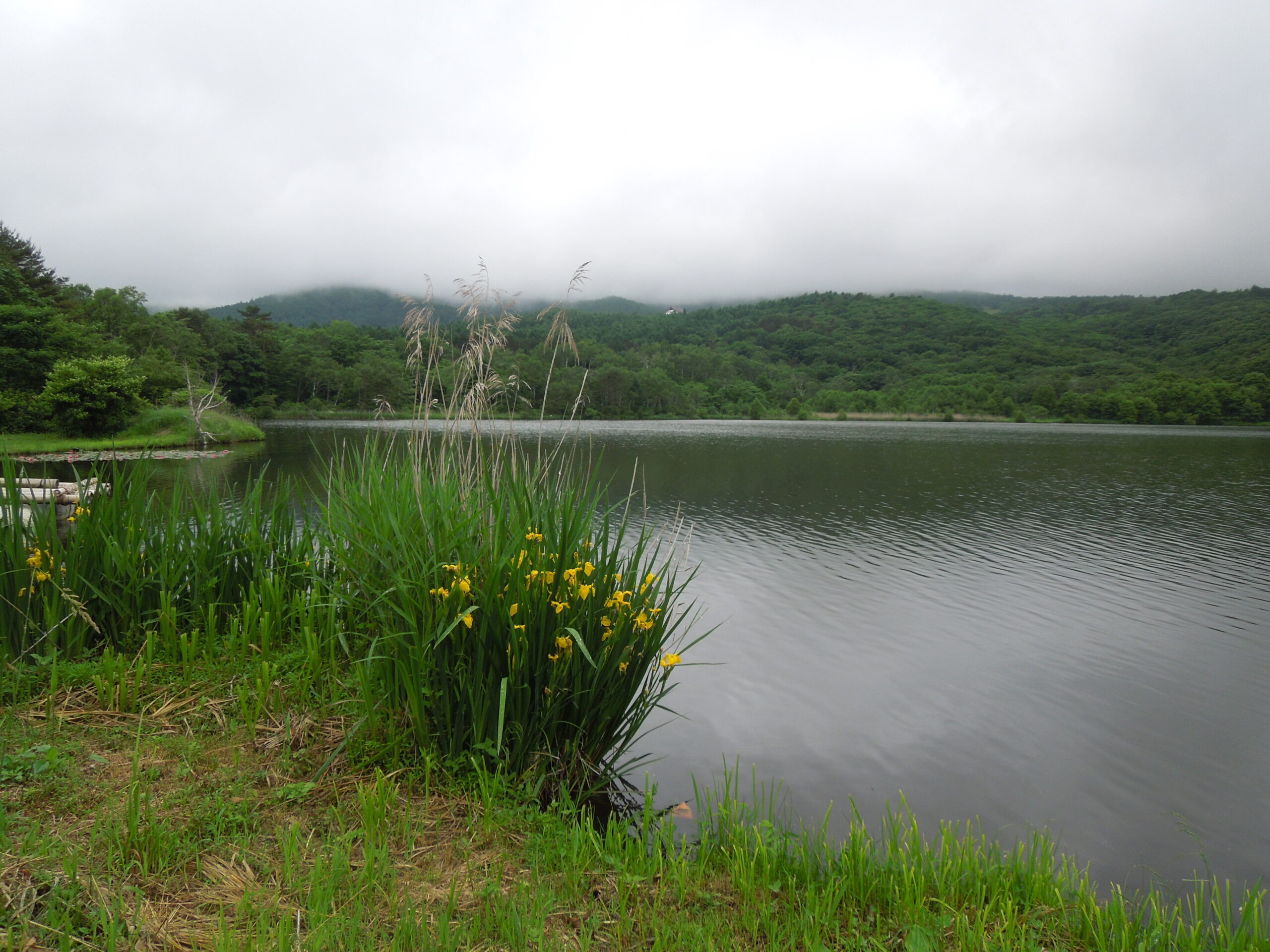 湖の探鳥会―その1