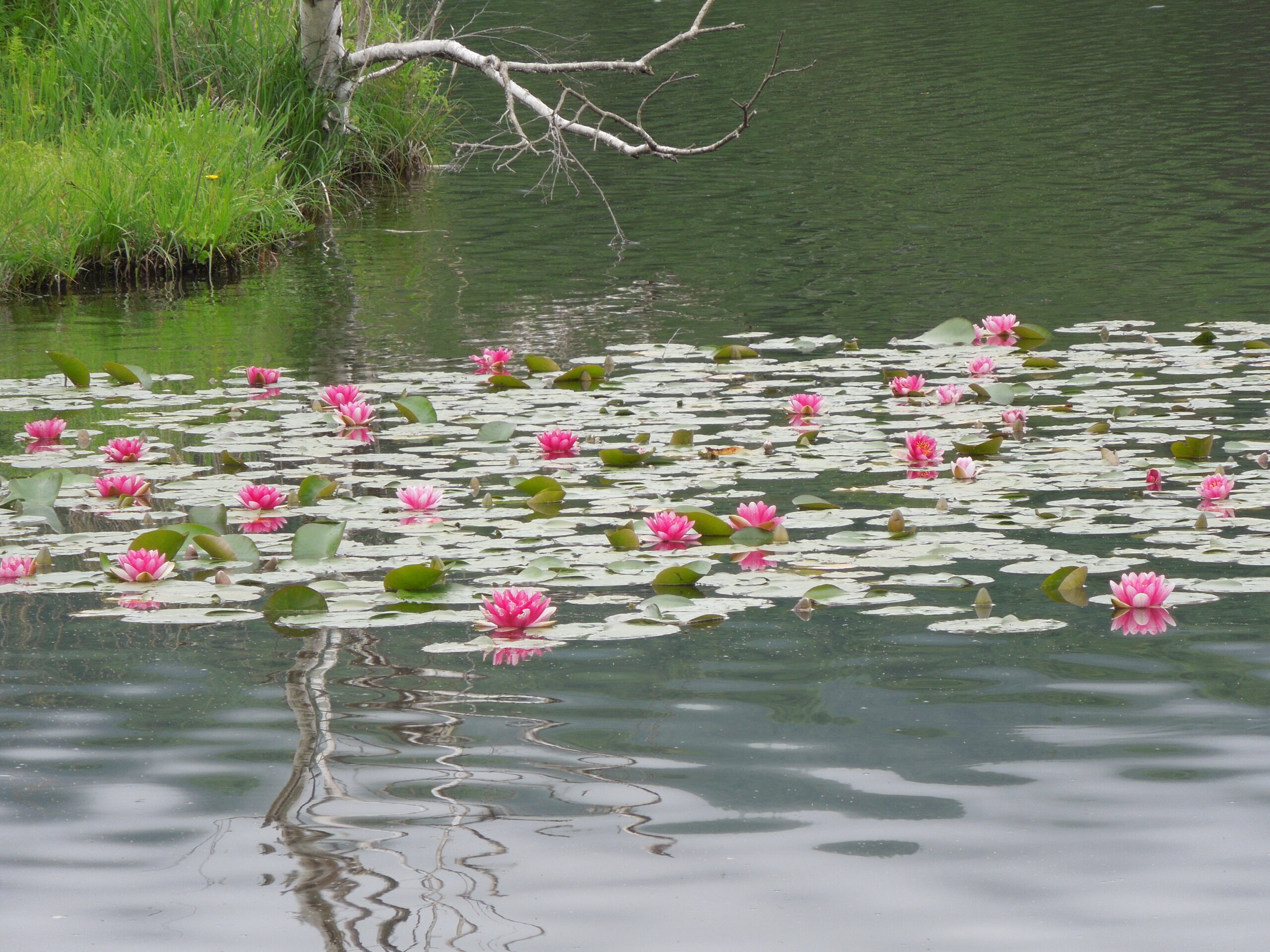 湖の探鳥会―その2