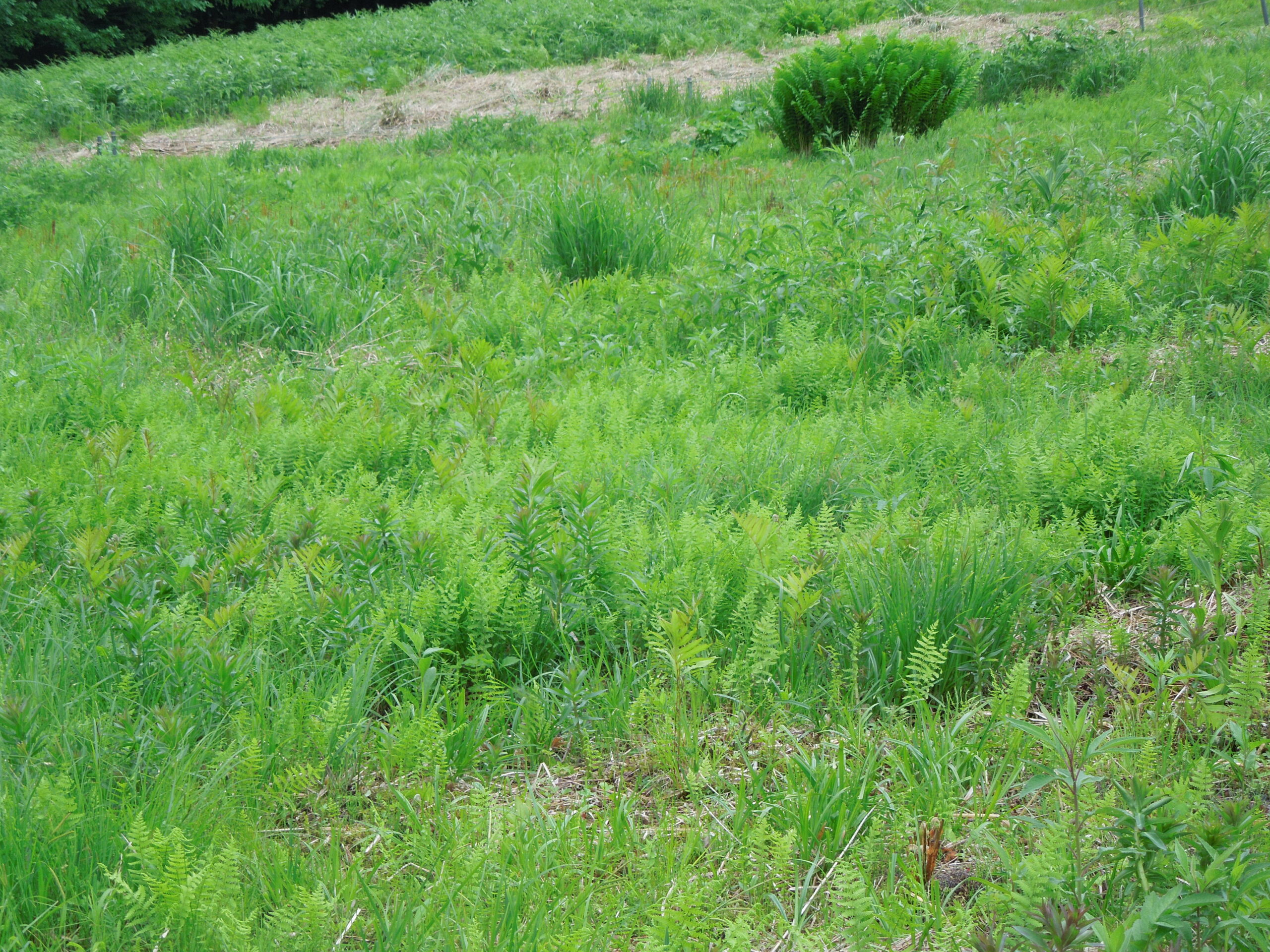 植物観察会―定点観察（振り返り）