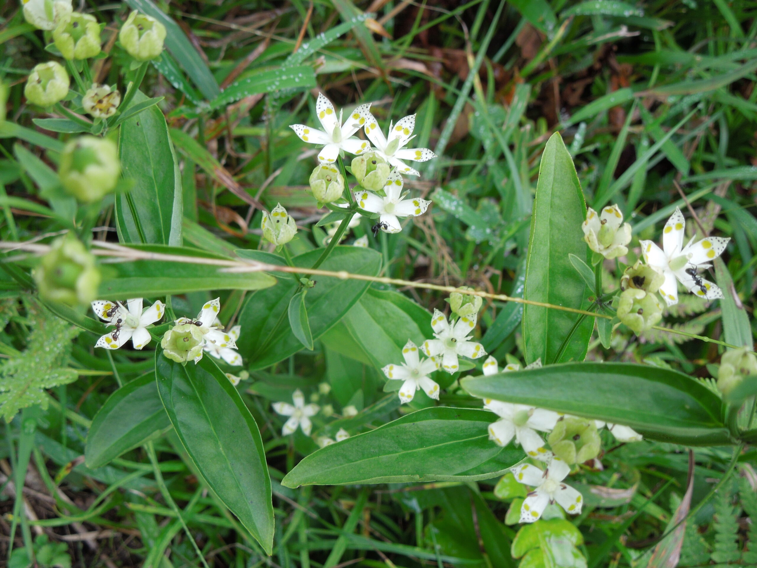 植物観察会―定点観察（振り返り）
