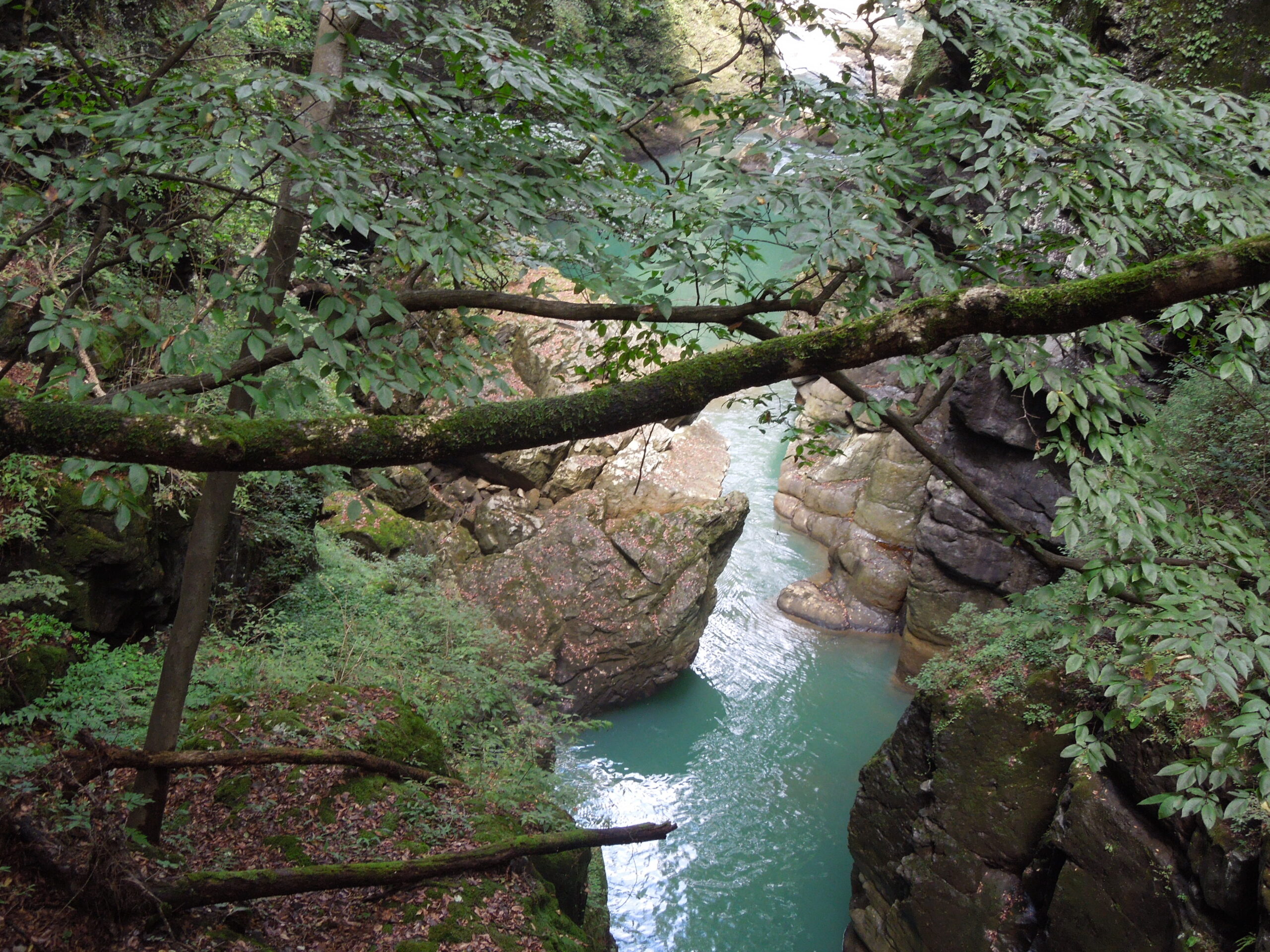 植物観察会―吾妻渓谷①（振り返り）