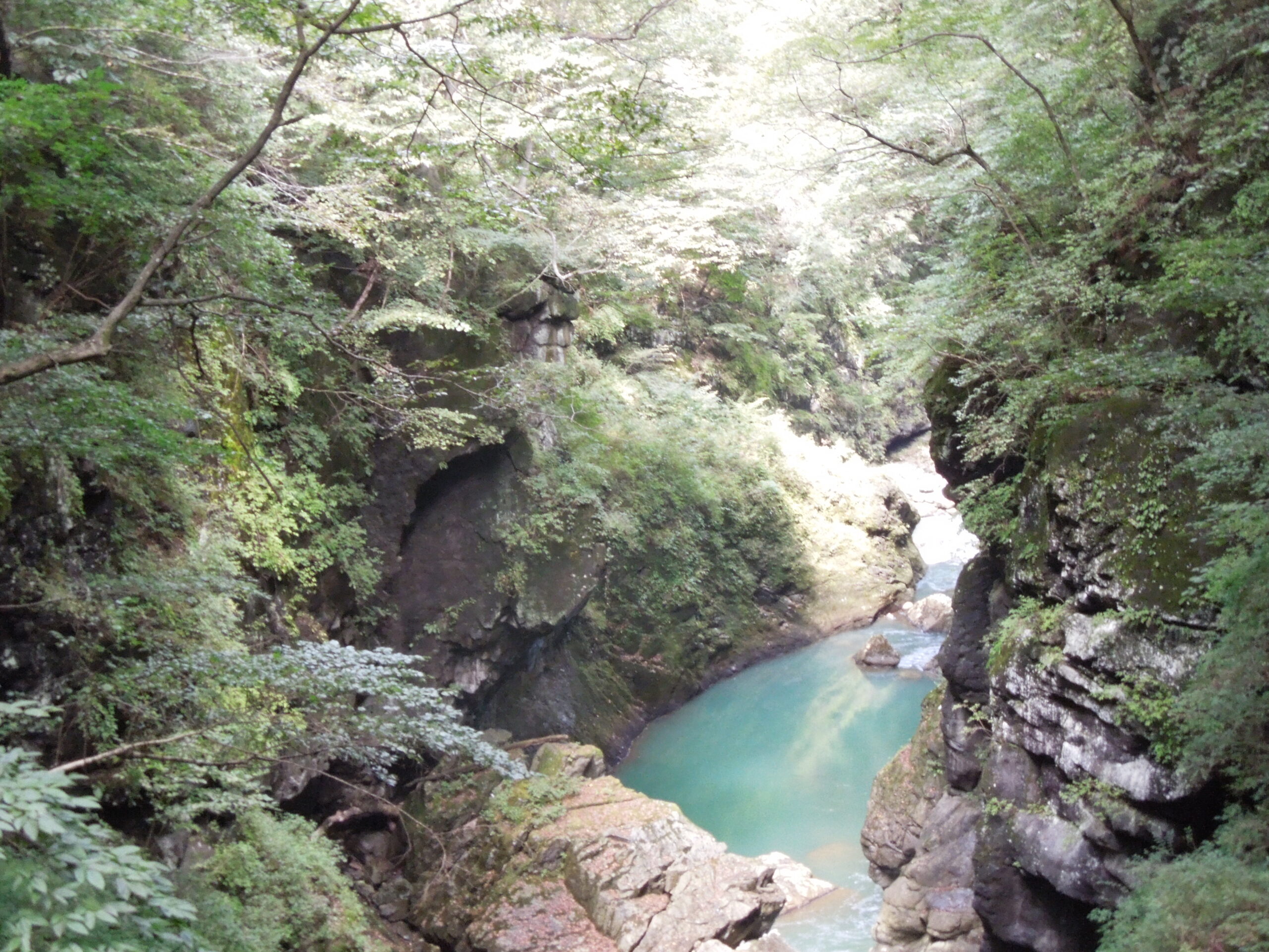 植物観察会―吾妻渓谷②（振り返り）