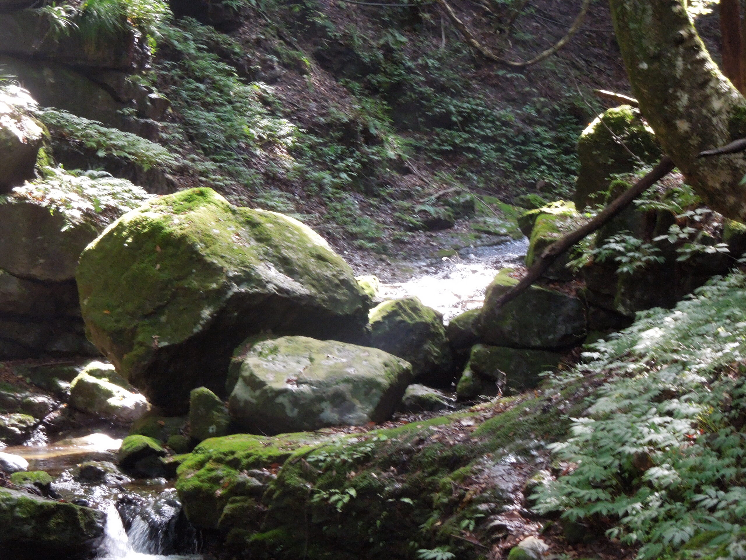 植物観察会―吾妻渓谷③（振り返り）