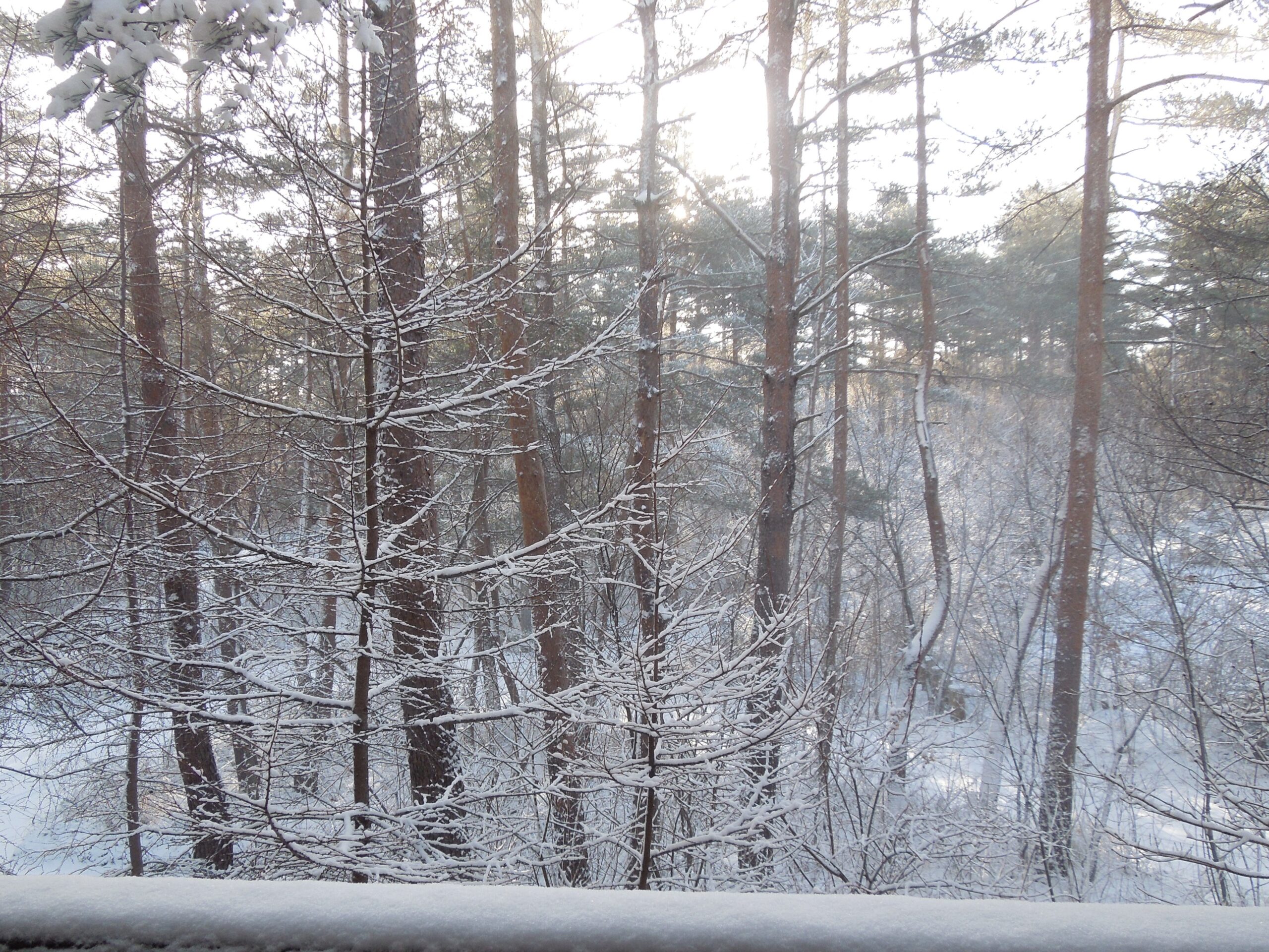 ある寒い日の準備（嬬恋くろこと畑）