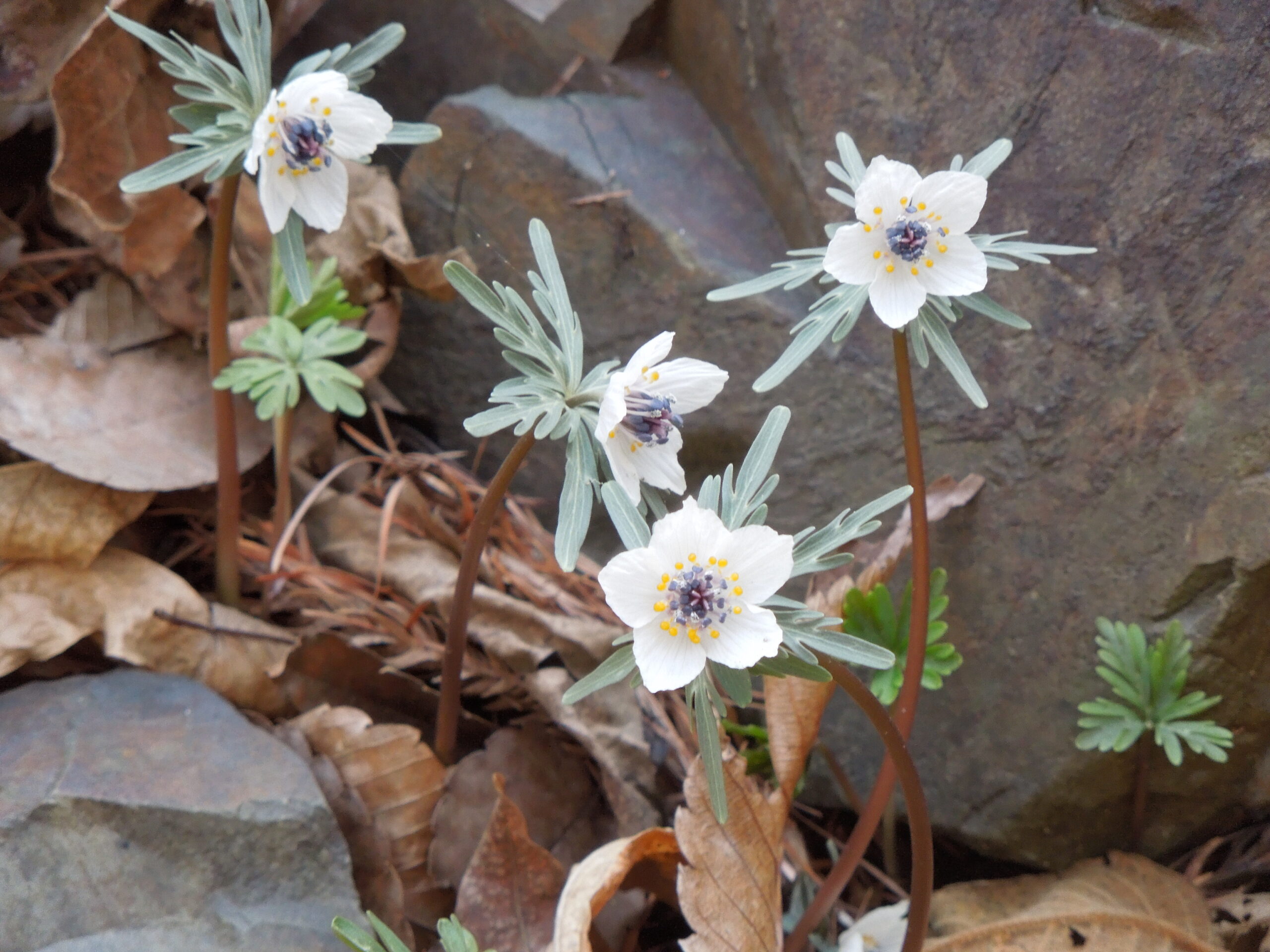 セツブンソウに会いに―その2
