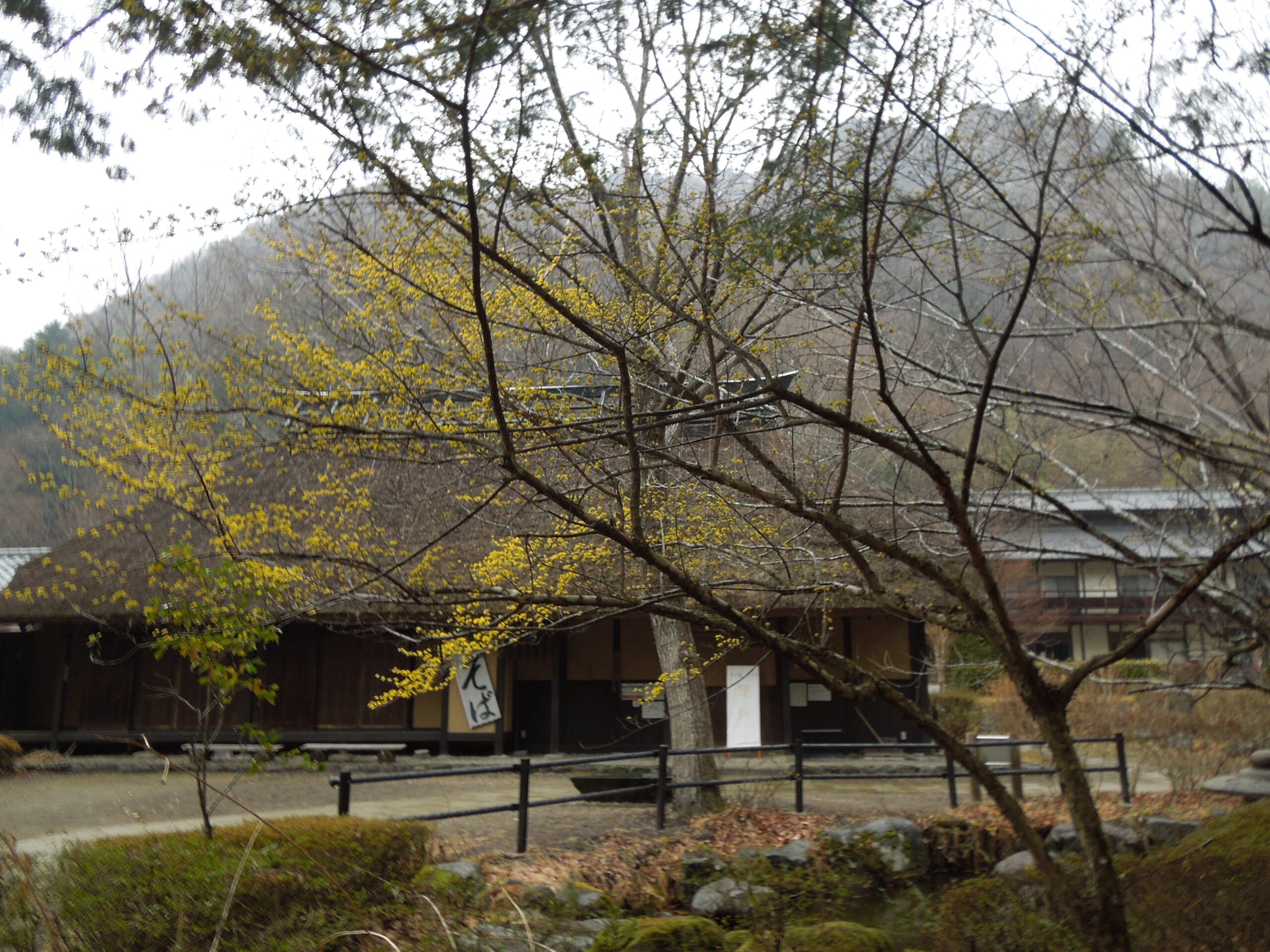 植物観察：前橋～中之条