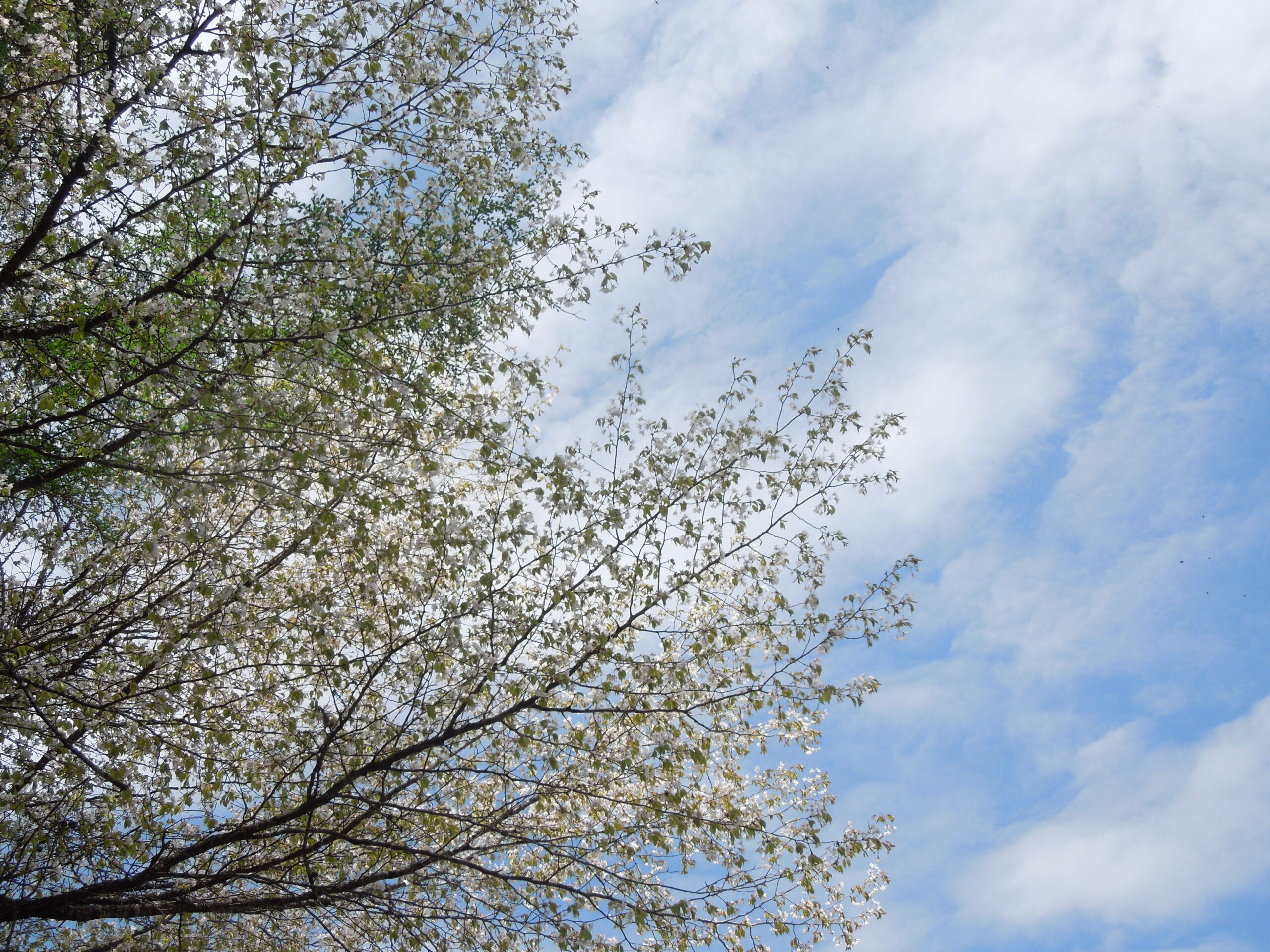 畑の囲い（2025振り返り）