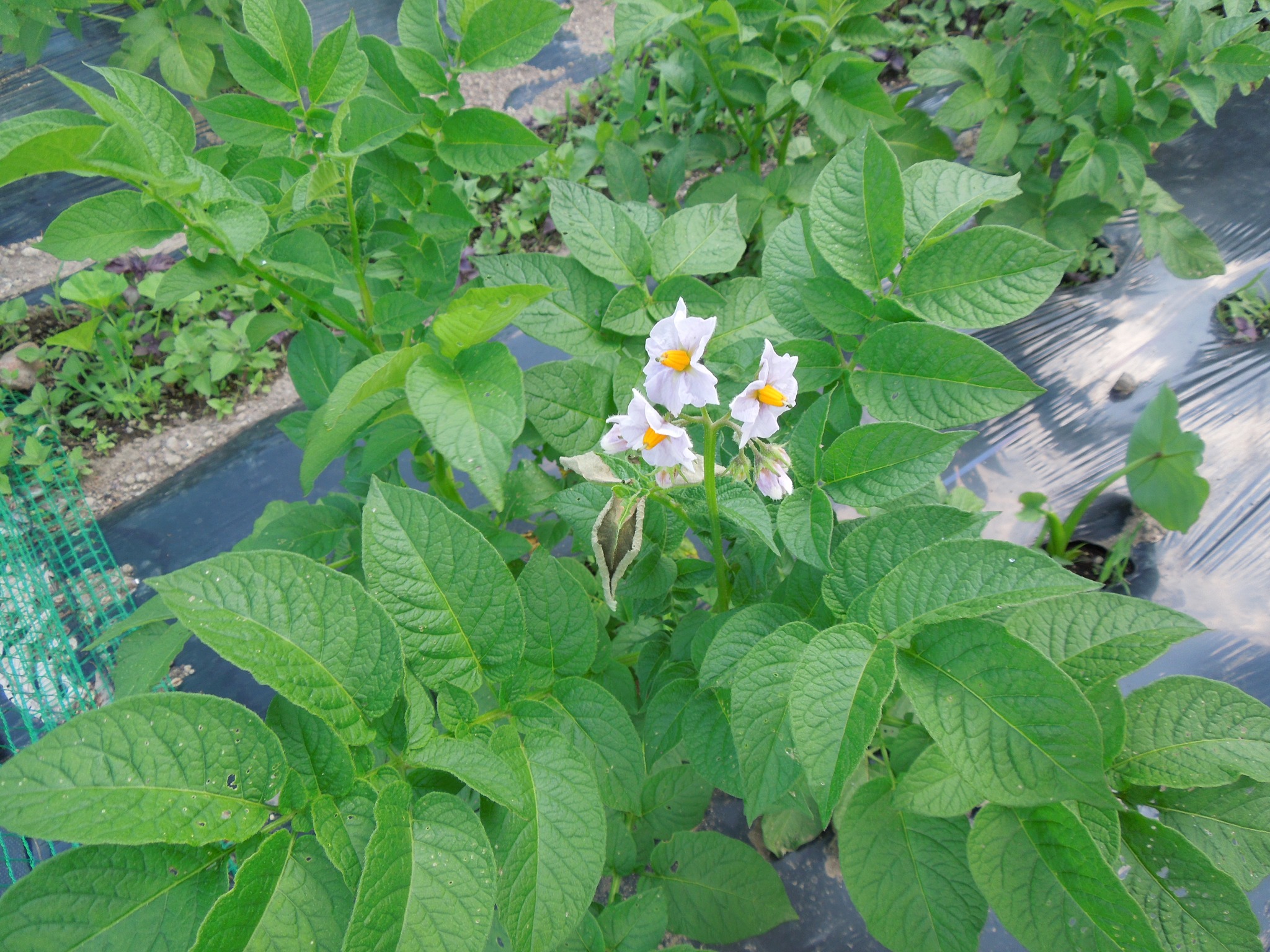 ジャガイモの成長（2025振り返り）