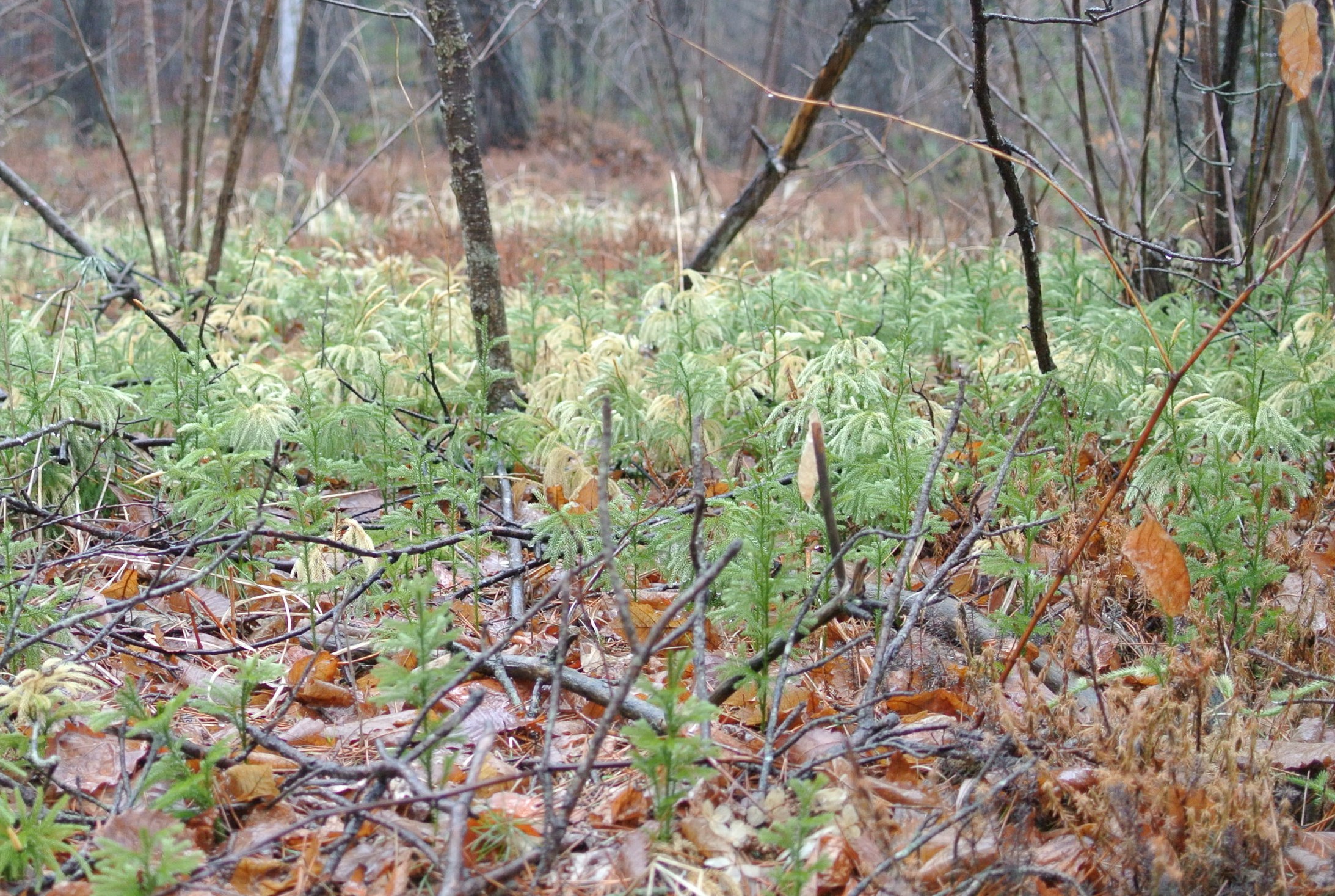 森の観察―ガンコウランの花