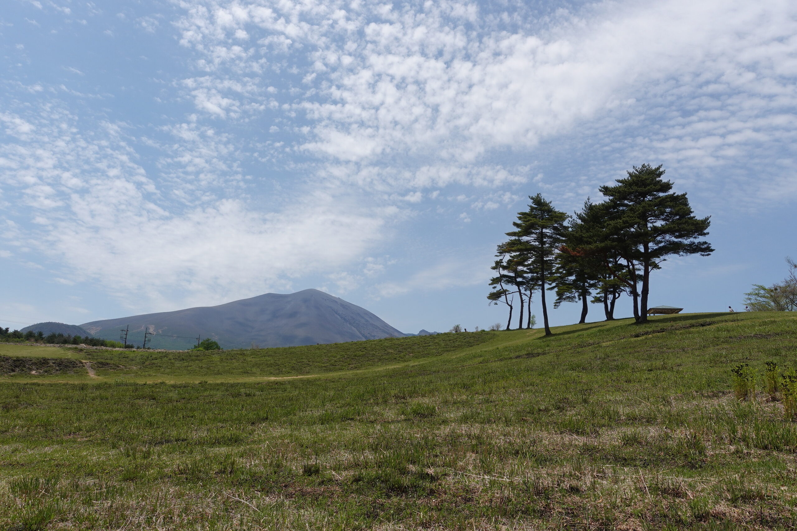私の定点観察―5月16日