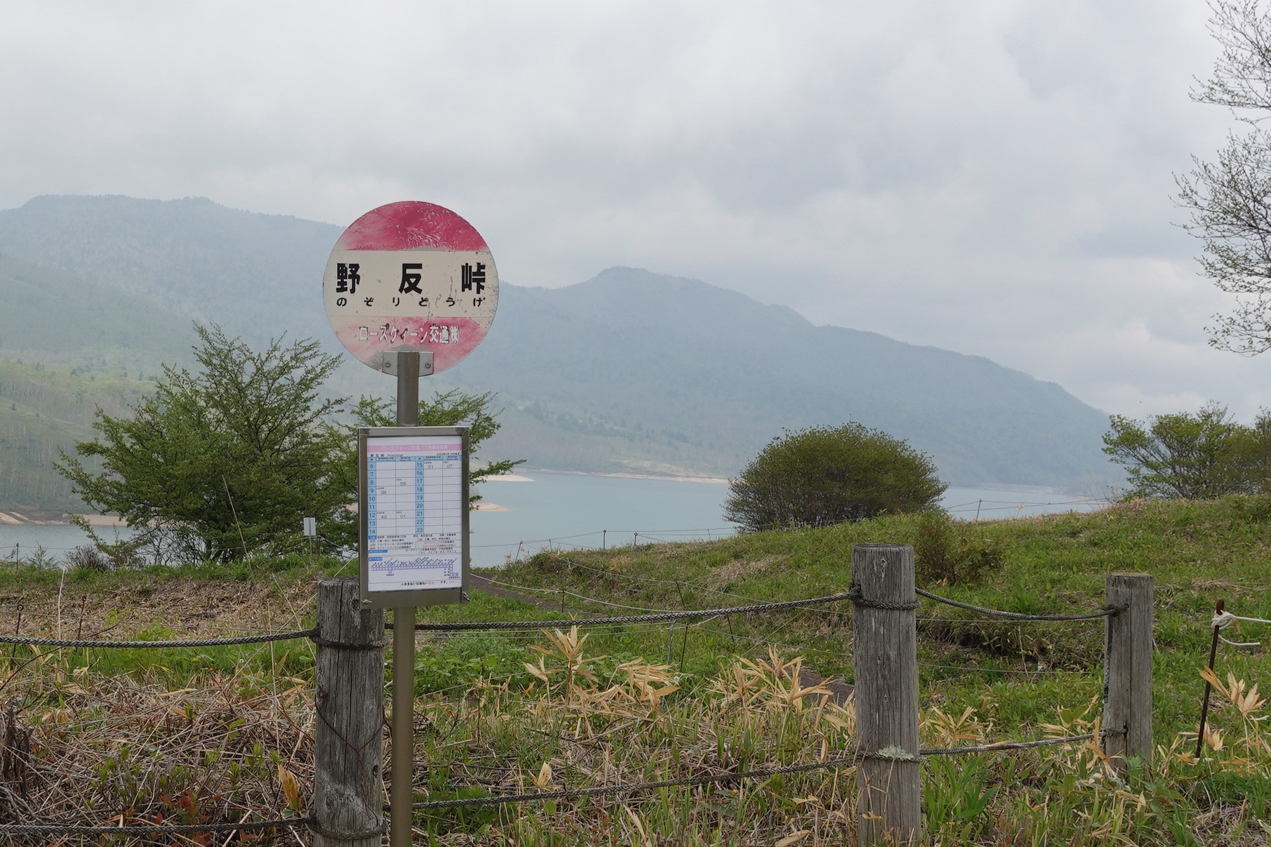 植物観察―野反湖