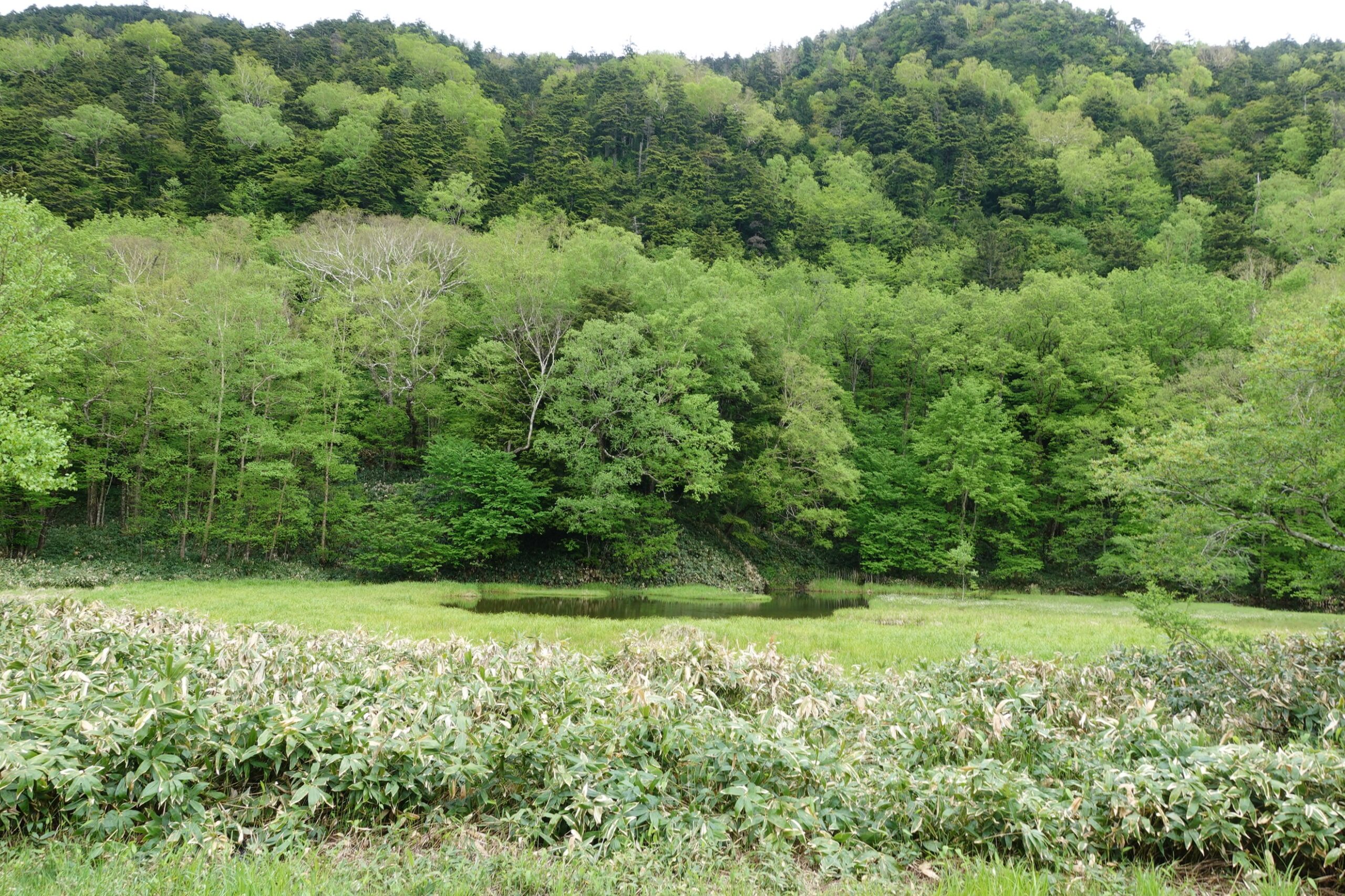 植物観察　万座