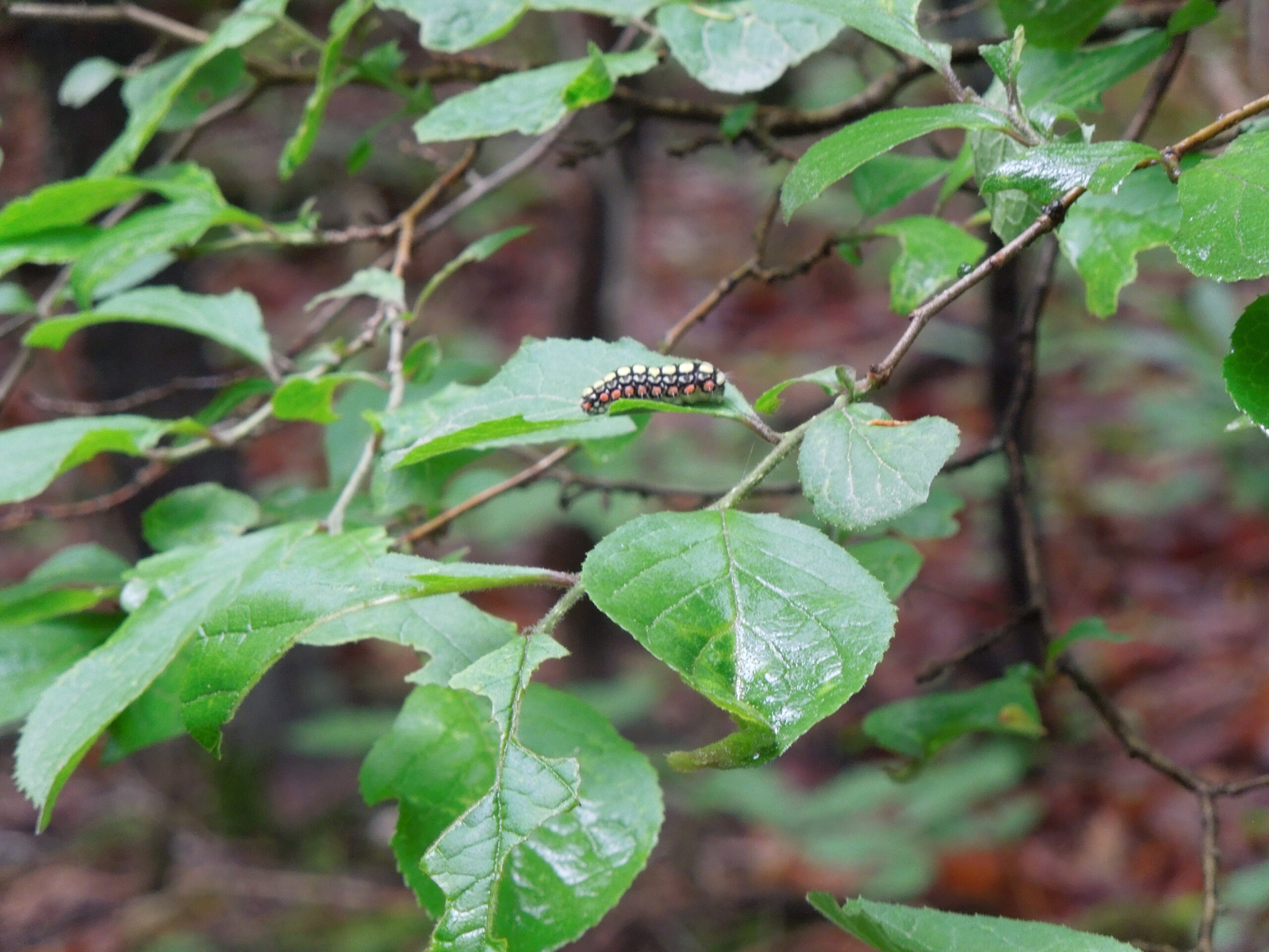 植物観察会その2ー熔岩樹型の森