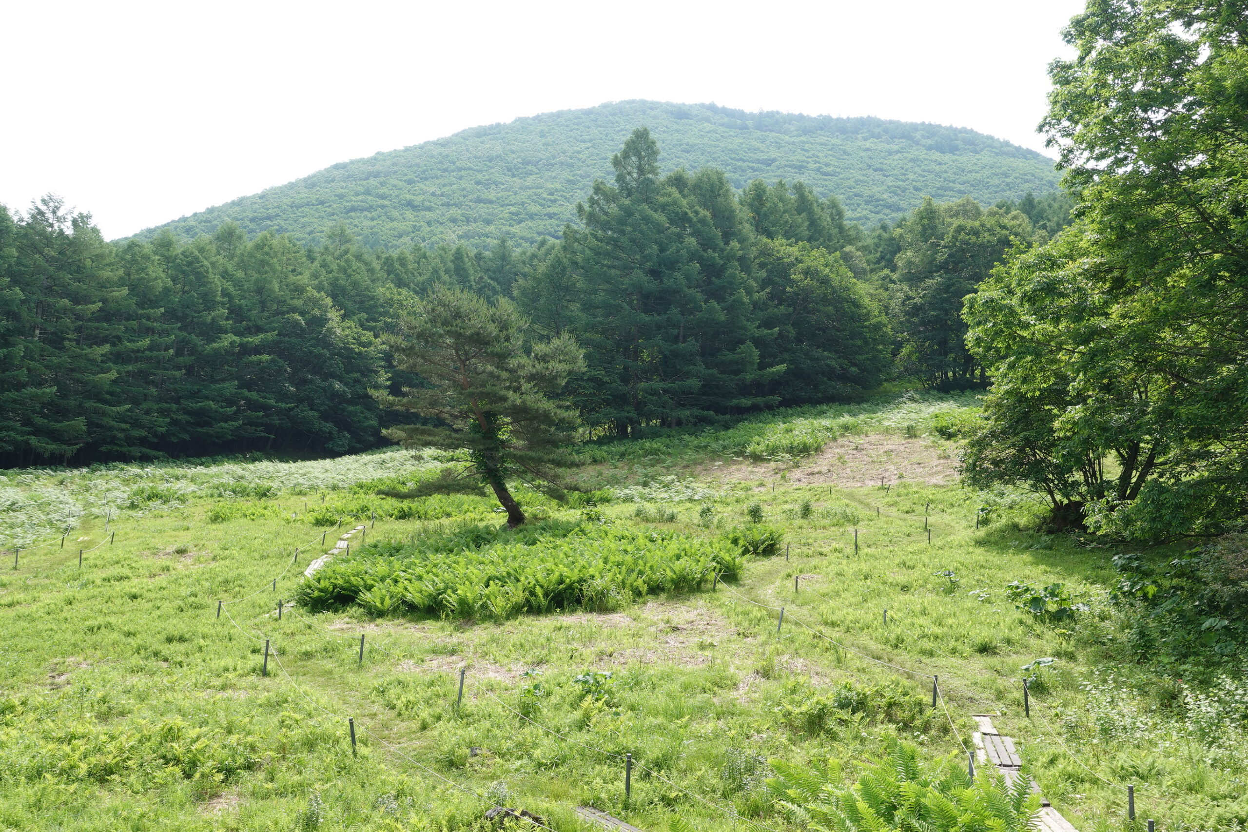 植物観察会 その1―定点観察（鹿沢野草園）