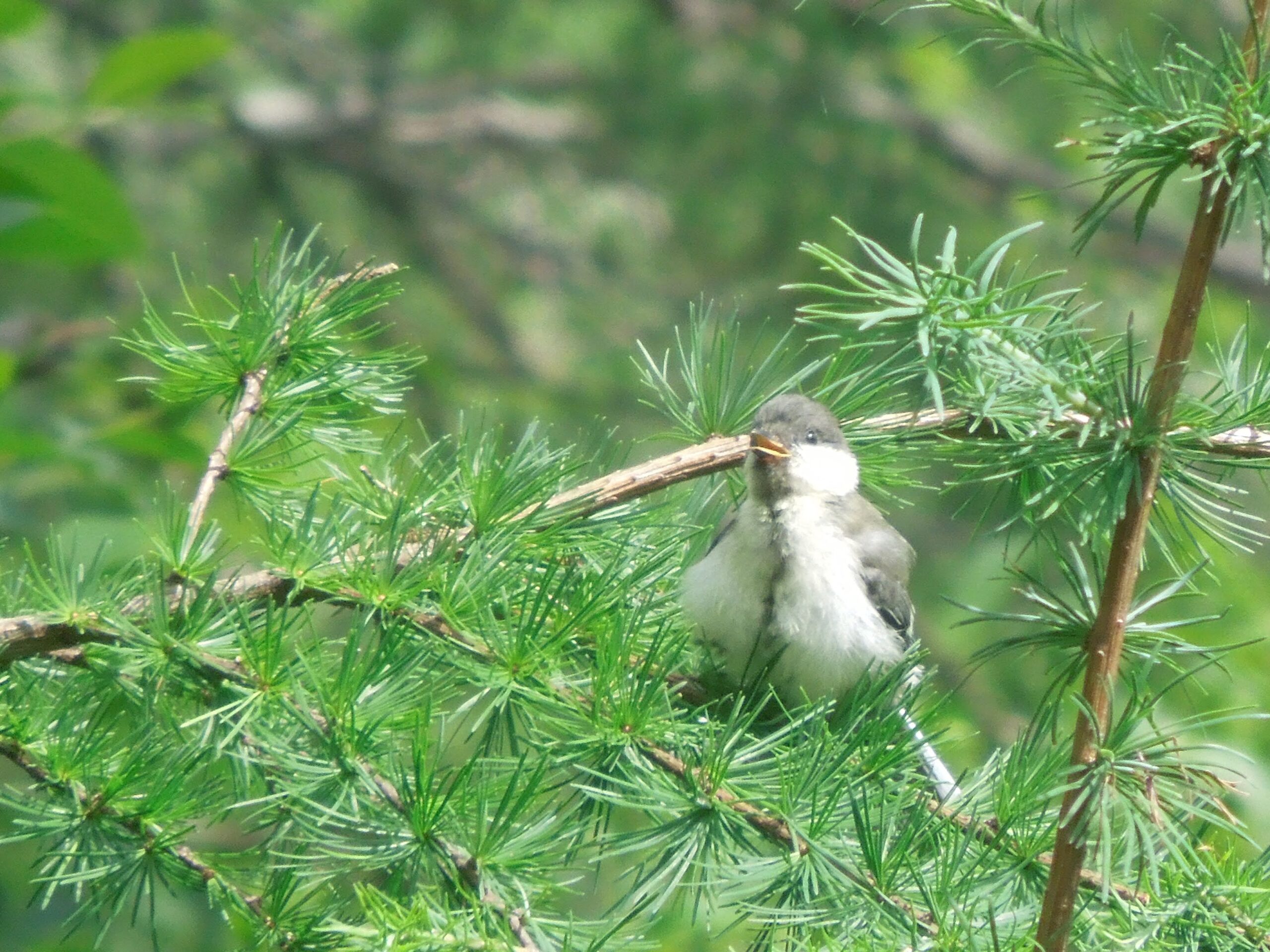 鳥日記