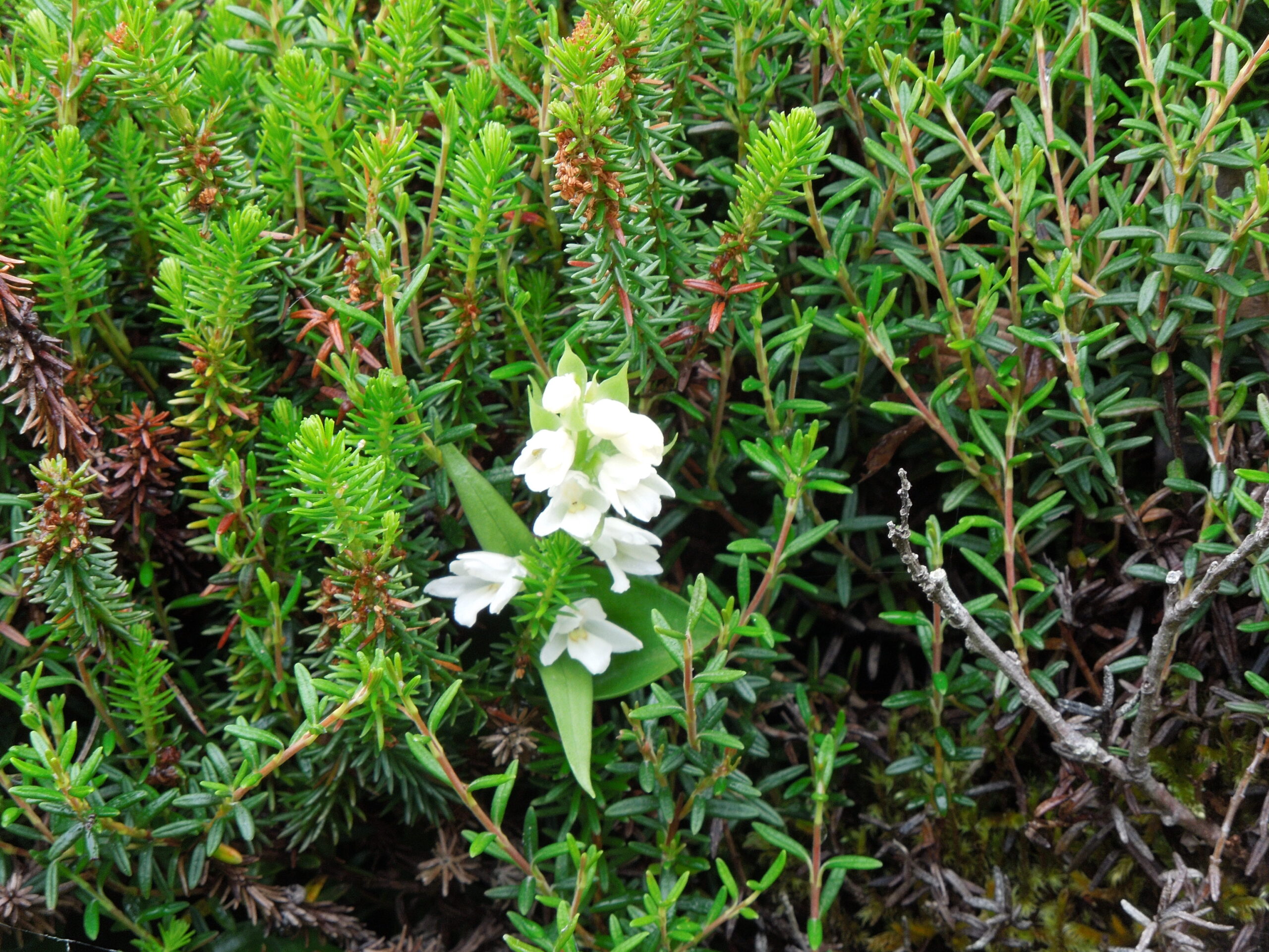 植物との貴重な出会い