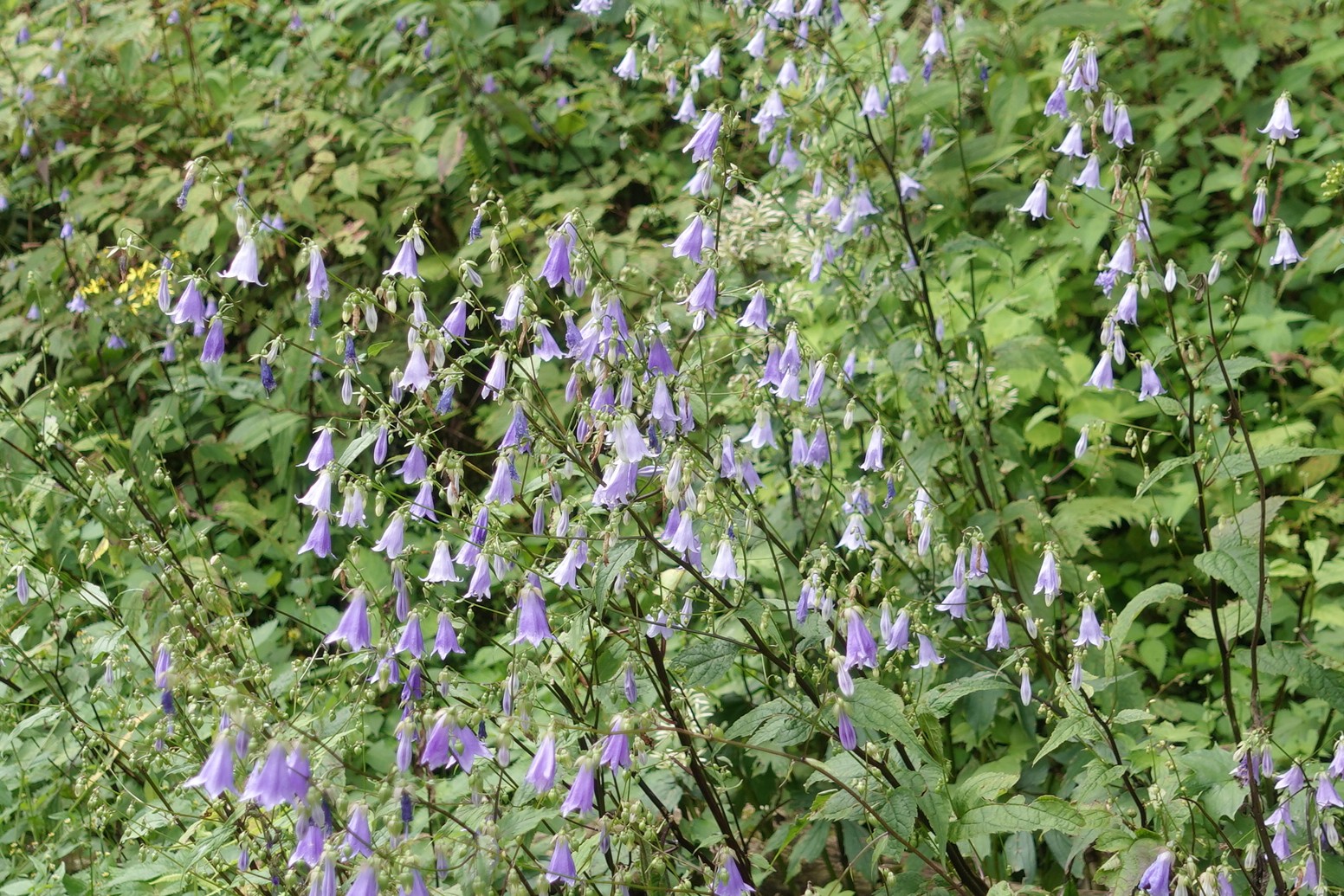 植物観察その1―榛名山