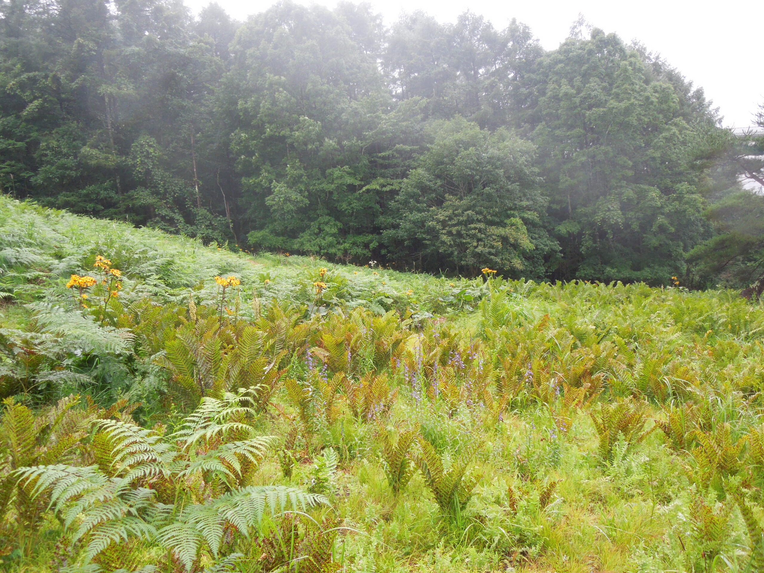 植物観察会その1ー鹿沢野草園