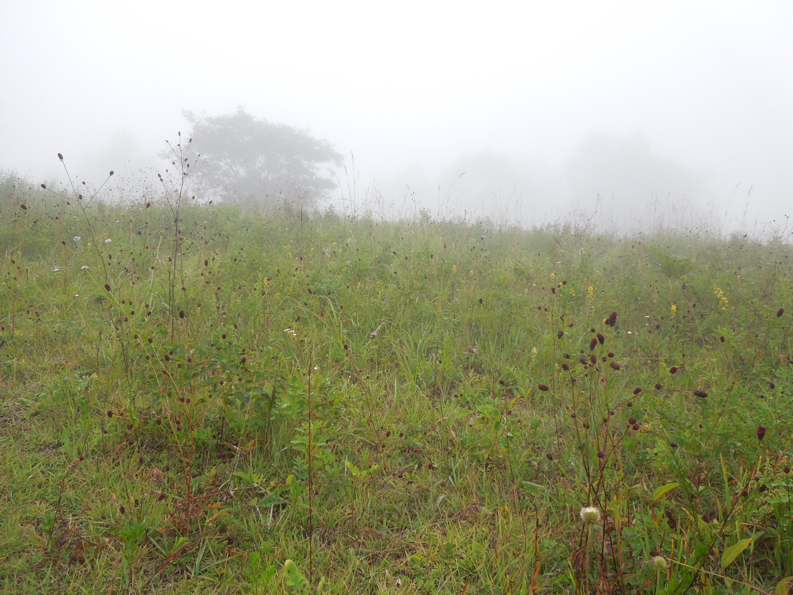 植物観察その1―菅平高原