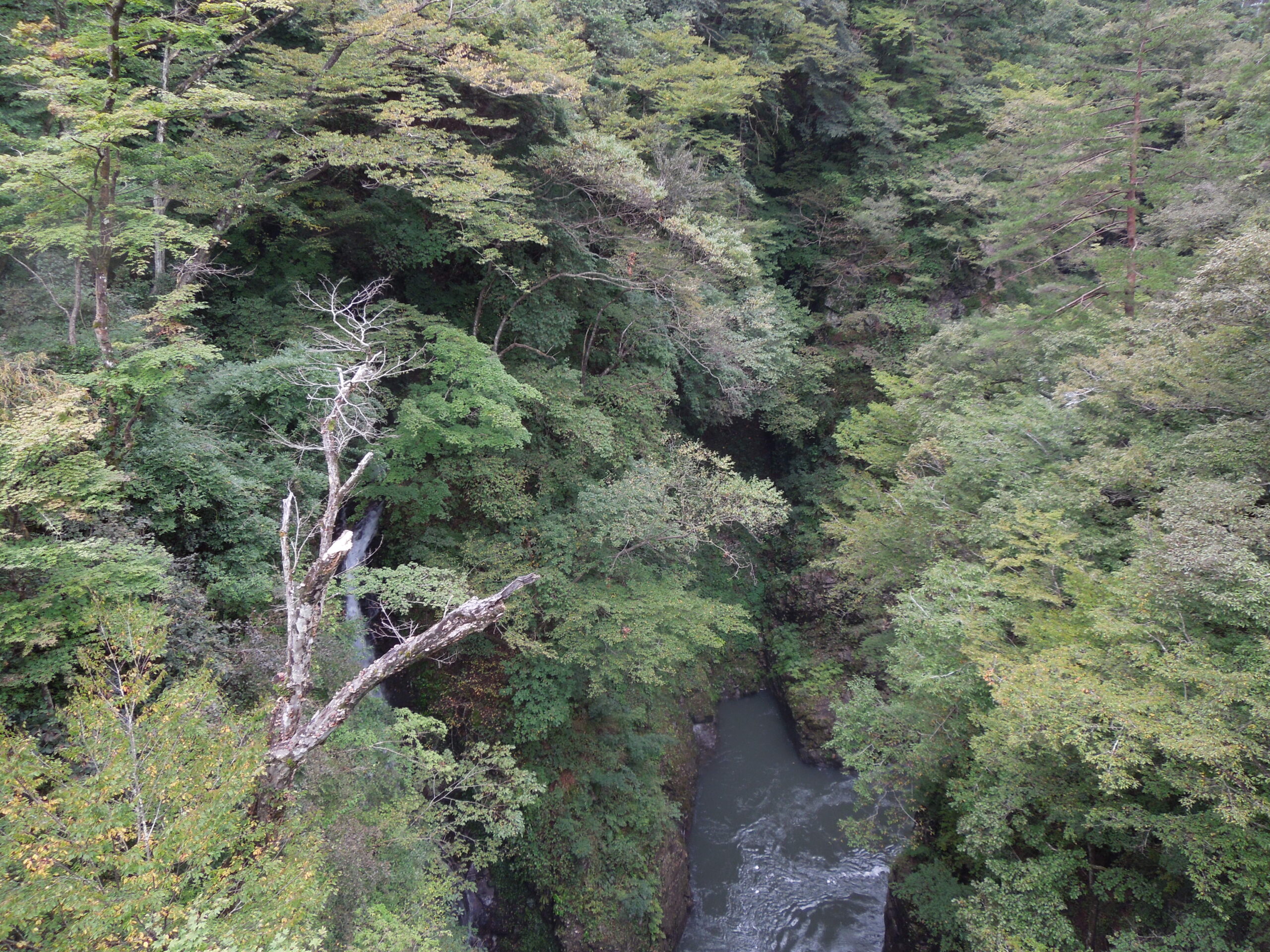 植物観察会その1―吾妻渓谷（振り返り）