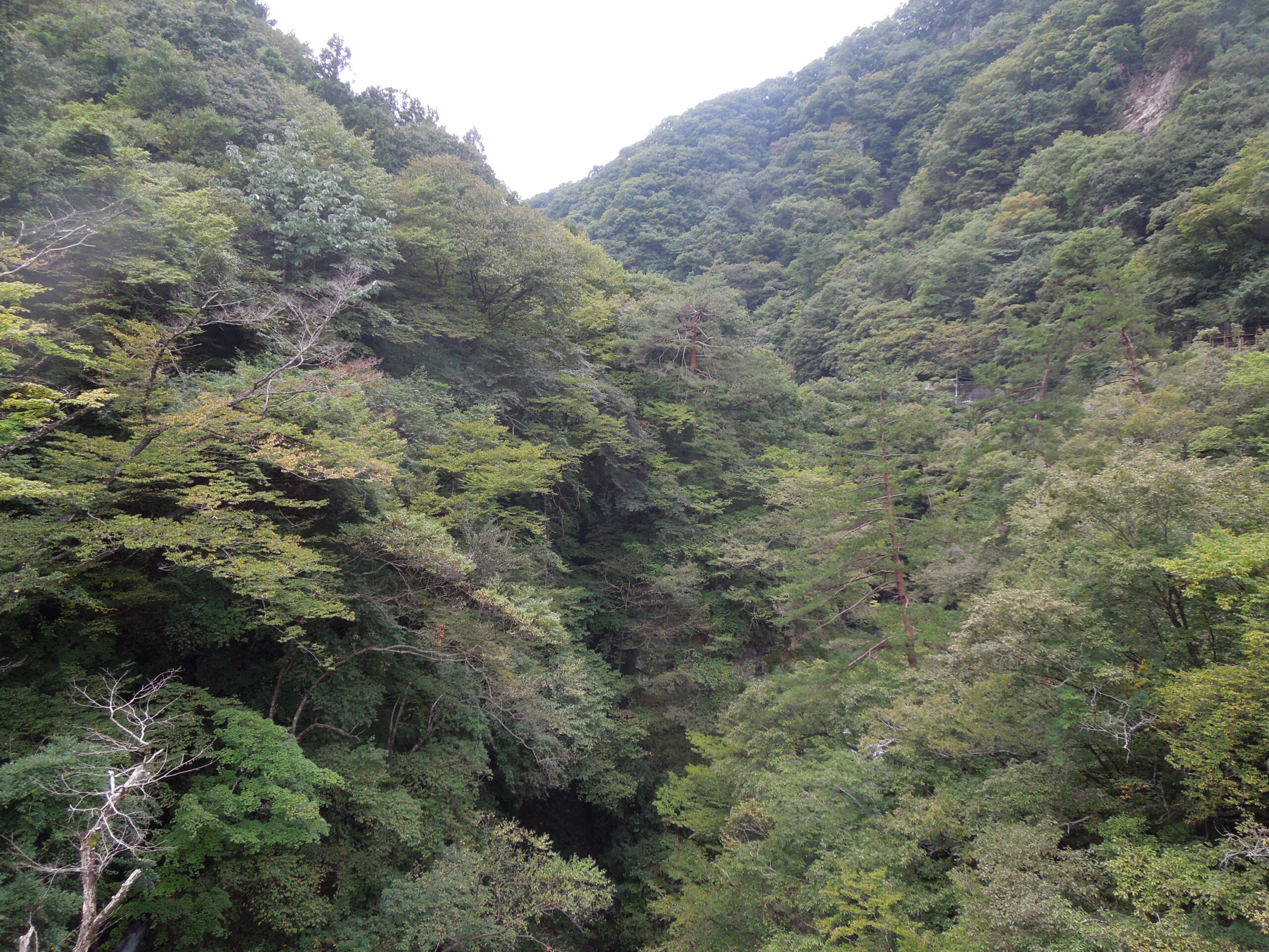 植物観察会その2―吾妻渓谷（振り返り）